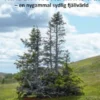 Träden På Dalarnas Tak