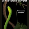 White-lipped pit viper